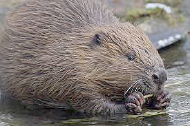 Castor Foto Zoo de Santillana del Mar