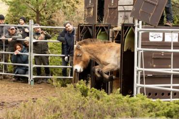 Caballos przewalski Alto Tajo 3