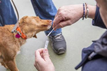 Marchamalo perros Presentación ADN Canino 8