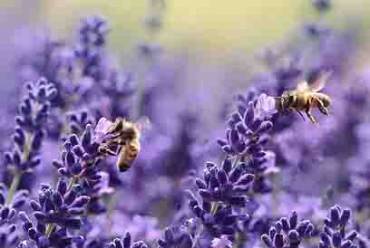 Abejas lavanda
