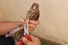 Quer cernícalo Primillar 1